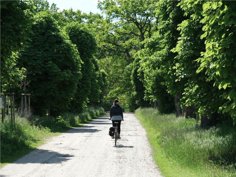 Frau fährt Fahrrad auf einem Fahrradweg zwischen Bäumen